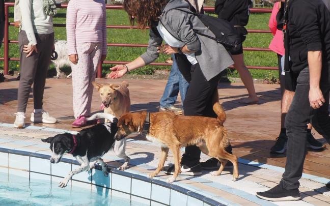 Los perros más animosos no han dudado en saltar agua, aunque otros muchos han estado más remolones.