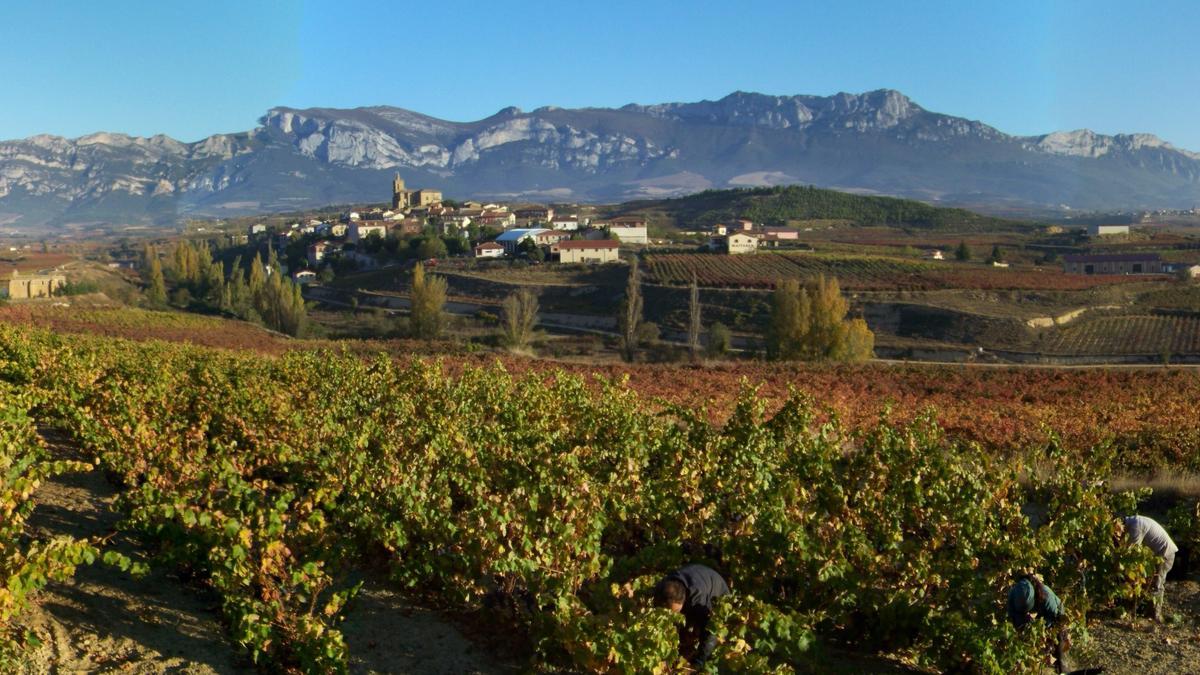 Las viñas de Rioja Alavesa ofrecen paisajes de postal.