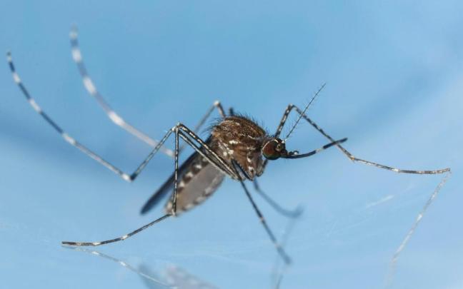 Mosquito Culex tarsalis.