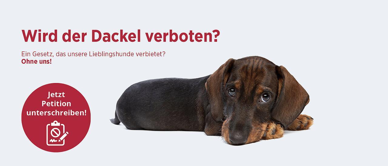 Cartel de recogida de firmas a favor del teckel y para la modificación del proyecto de ley.