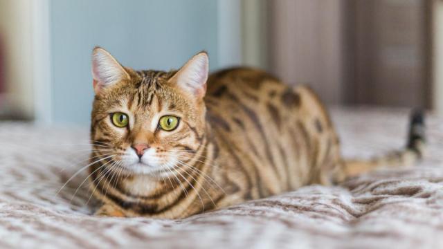 Imagen de archivo de un gato.