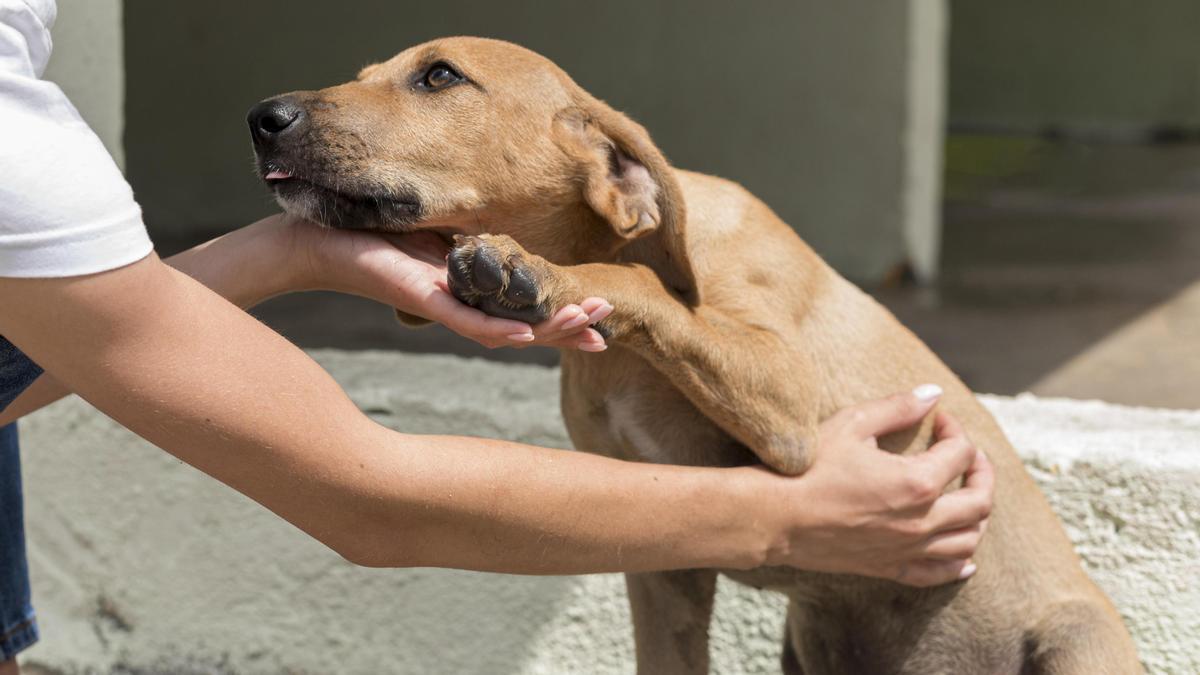 Chica acaricia a su perro.