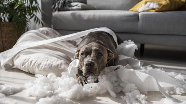 Un comportamiento que le lleva a morder y romper objetos en casa cuando está solo puede ser un síntoma de ansiedad por separación.