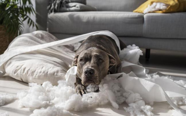 Un comportamiento que le lleva a morder y romper objetos en casa cuando está solo puede ser un síntoma de ansiedad por separación.