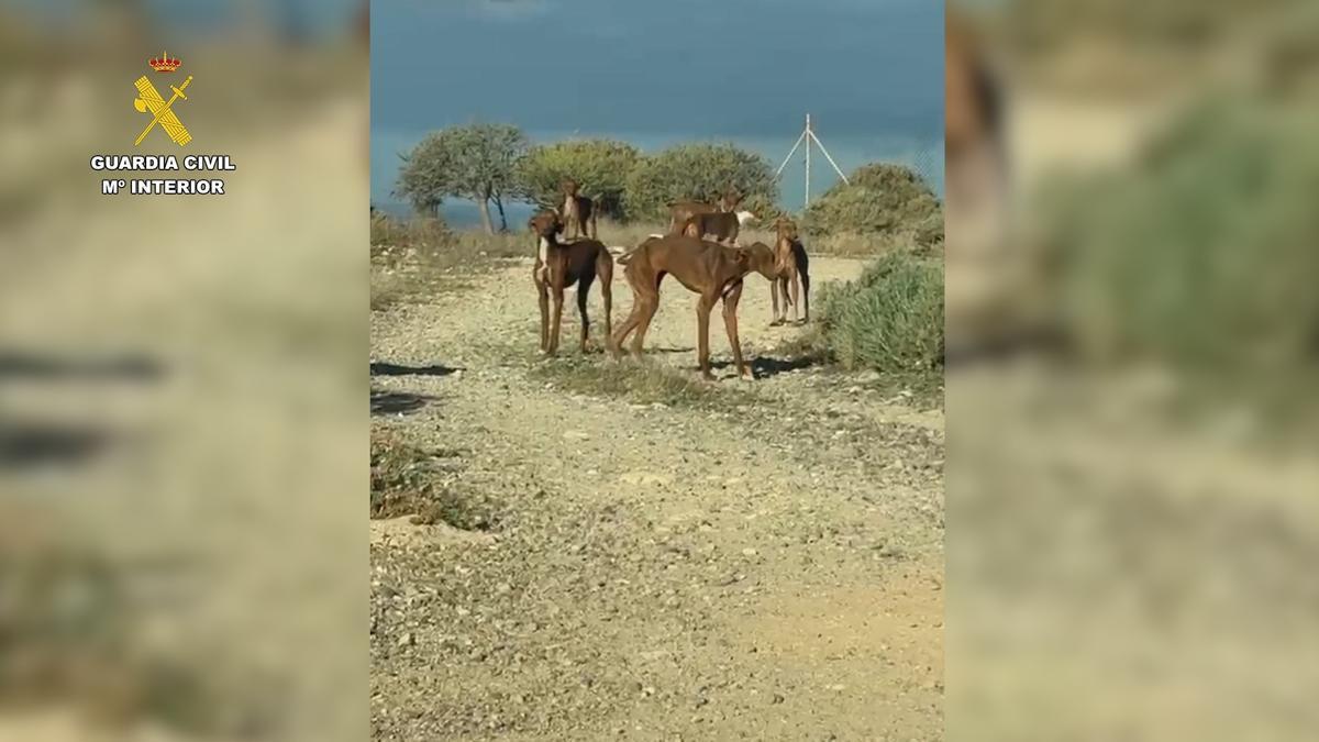 Detenido en Tenerife tras localizar en su finca 49 perros en graves condiciones de abandono