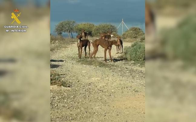 Detenido en Tenerife tras localizar en su finca 49 perros en graves condiciones de abandono