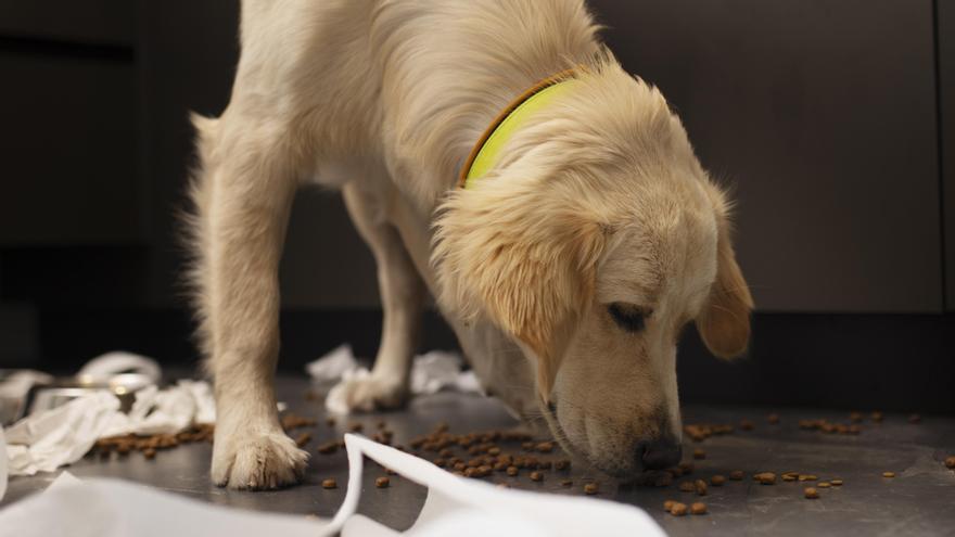Un perro huele el suelo de una cocina en busca de algo interesante.