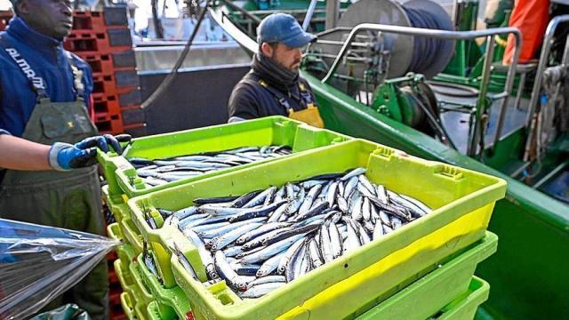 Llegada de anchoa al puerto de Getaria en esta campaña.