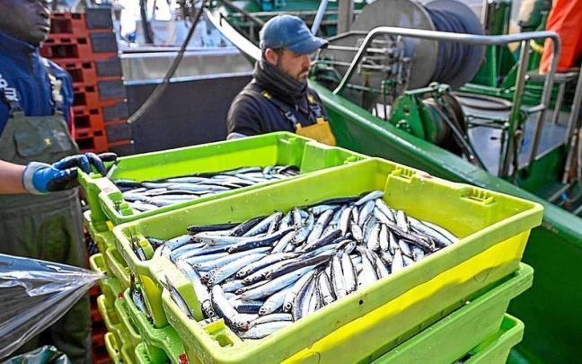 Llegada de anchoa al puerto de Getaria en esta campaña.