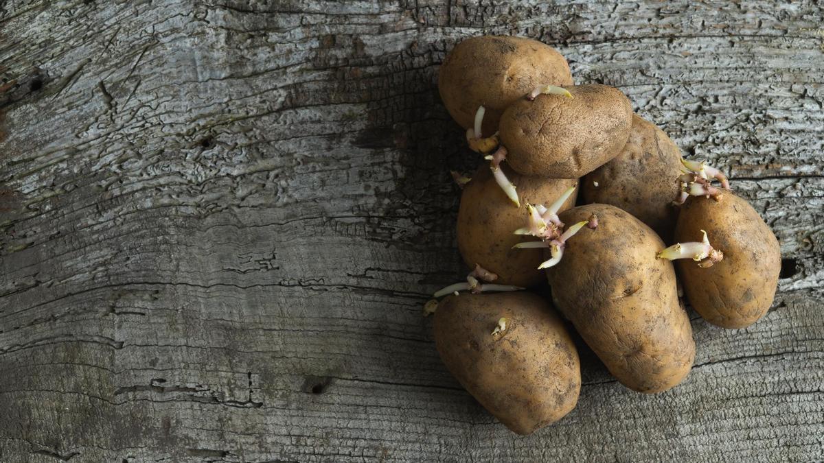 Lo más prudente para no tener un mala digestión es evitar consumir patatas que presenten brotes.