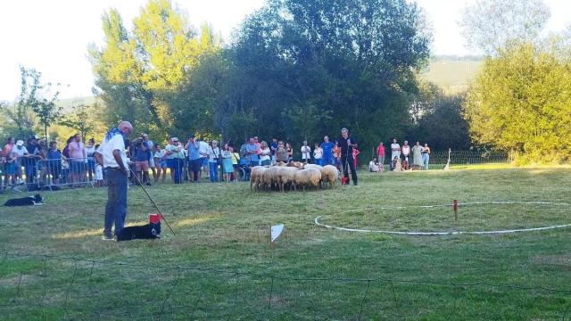 Una competición de demostración de las habilidades de los perros pastores