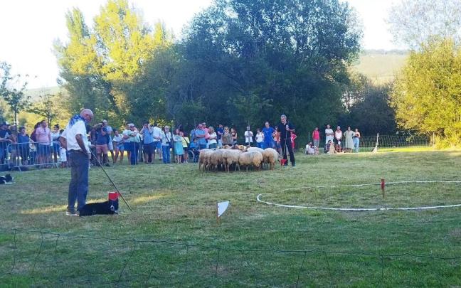 Una competición de demostración de las habilidades de los perros pastores