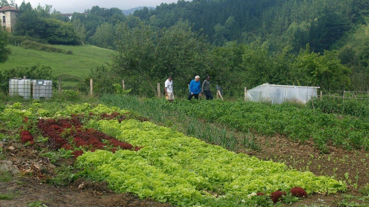 Imagen de una huerta