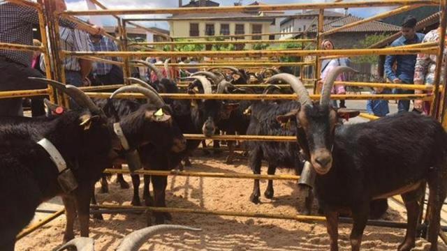 Uno de los concursos premiará las mejores cabras de raza azpigorri