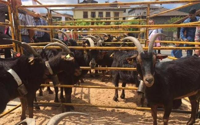 Uno de los concursos premiará las mejores cabras de raza azpigorri