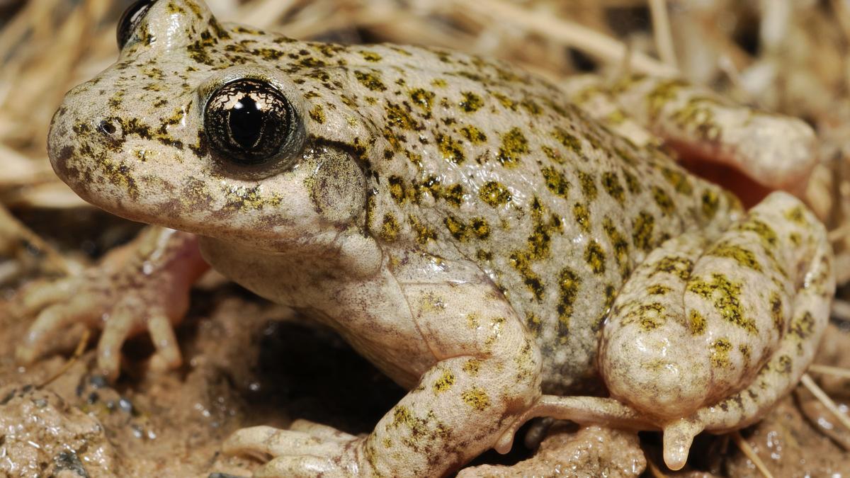 Un ejemplar de sapo partero bético ('Alytes dickhilleni')