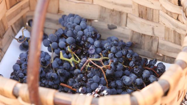 El corte del último racimo de uva realizado este lunes ha oficializado el fin de una campaña que ha vuelto a marcar el récord de vendimia temprana en Navarra. Foto: Gobierno de Navarra