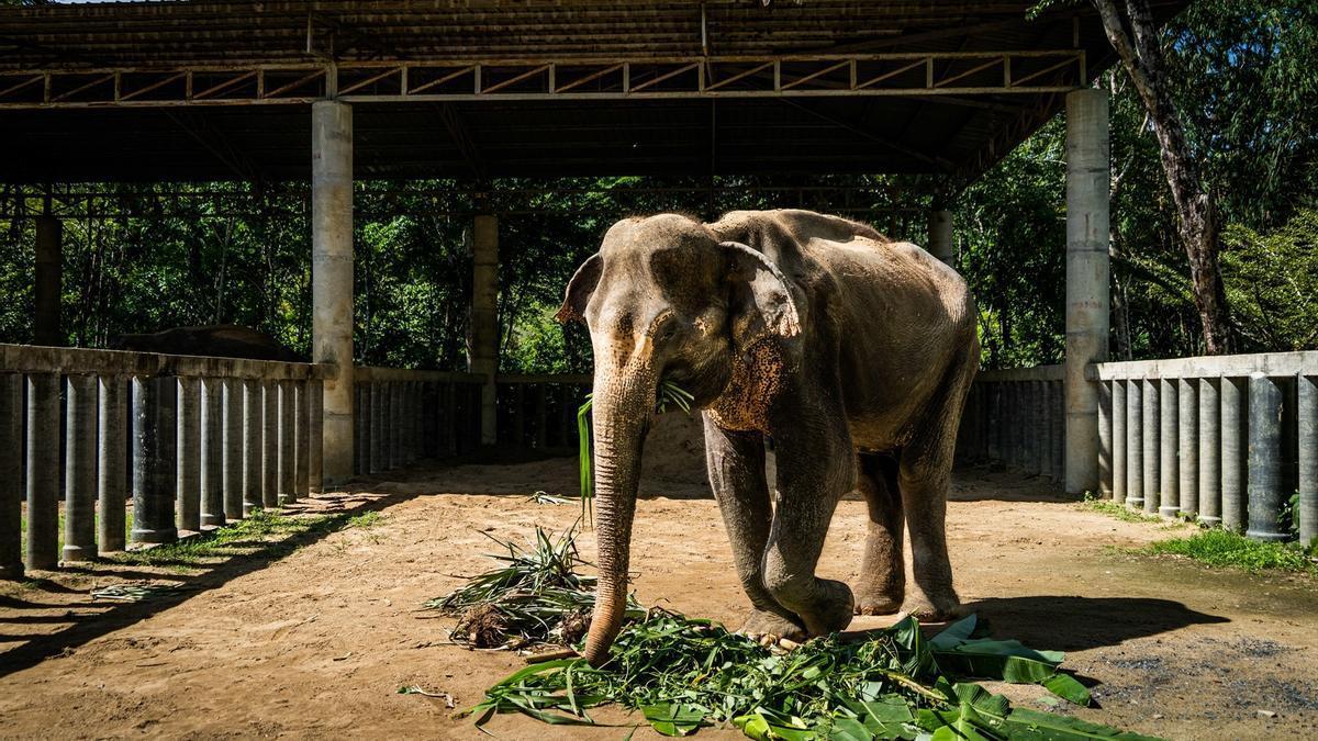 Un elefante en una reserva de Phuket, Tailandia.