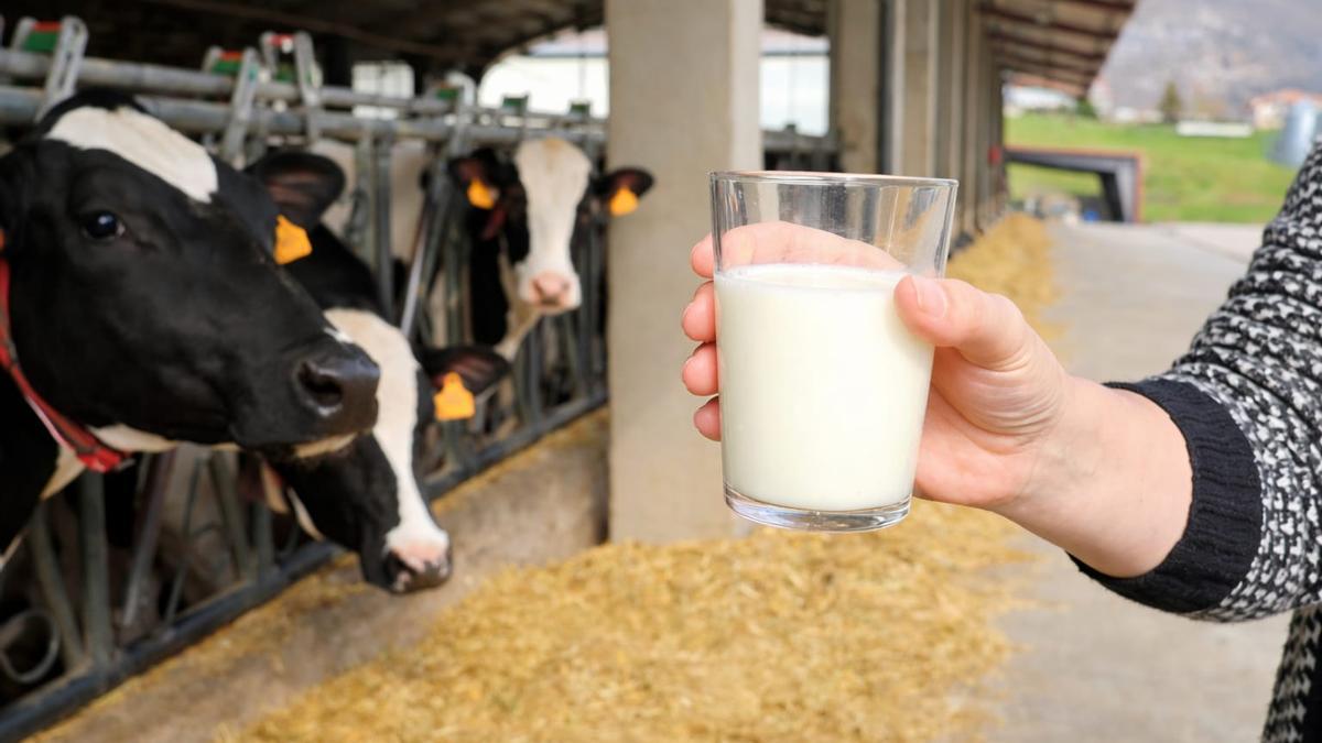 La leche es un alimento que cuenta con proteínas de alta calidad, calcio, fósforo, potasio y vitaminas B2 y B12.
