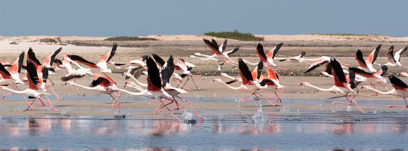 El Parque Nacional Banc d'Arguin es un área de anidación y cría de aves.
