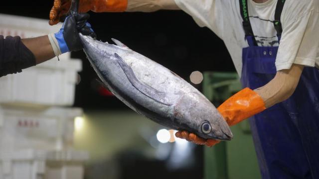 Descarga de bonito en el Puerto de Burela.