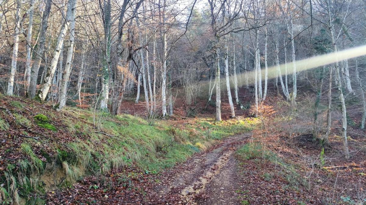 El sol se filtra entre los árboles