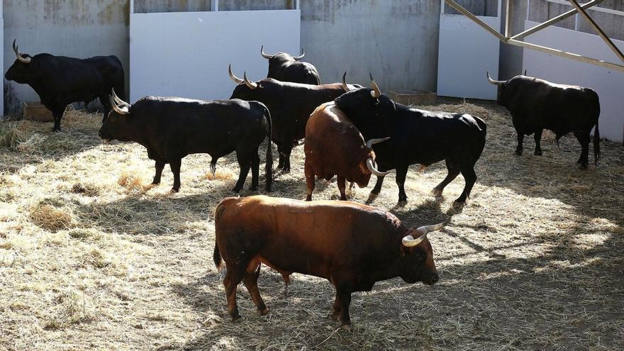 Los toros de Jandilla presentan este años capas negras, castañas y coloradas.