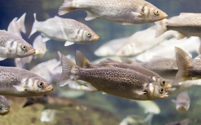 Un banco de lisa común.