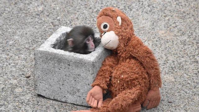 Punch, de solo siete meses, se ha convertido en el protagonista del recinto después de que su imagen diera la vuelta al mundo.