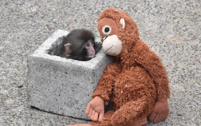 Punch, de solo siete meses, se ha convertido en el protagonista del recinto después de que su imagen diera la vuelta al mundo.