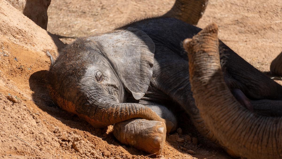 Imagen de archivo de una cría de elefante.