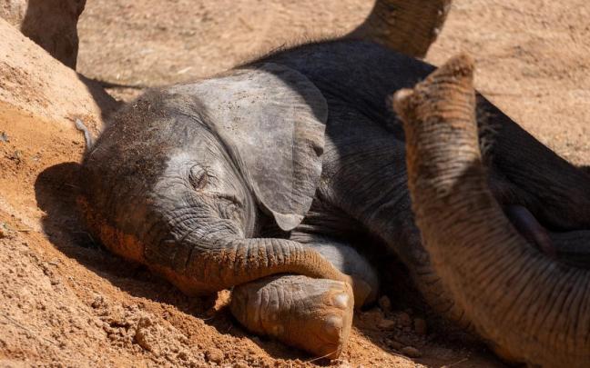 Imagen de archivo de una cría de elefante.