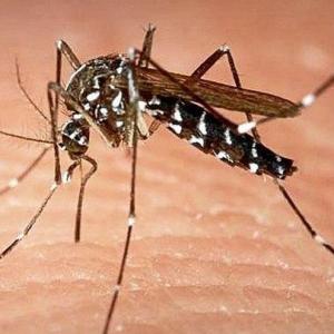 Un mosquito tigre.