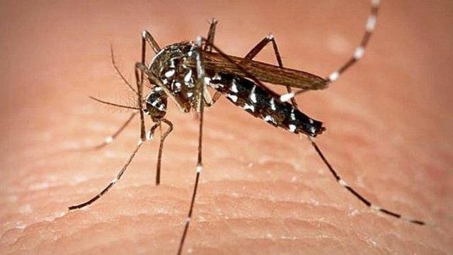Un mosquito tigre.
