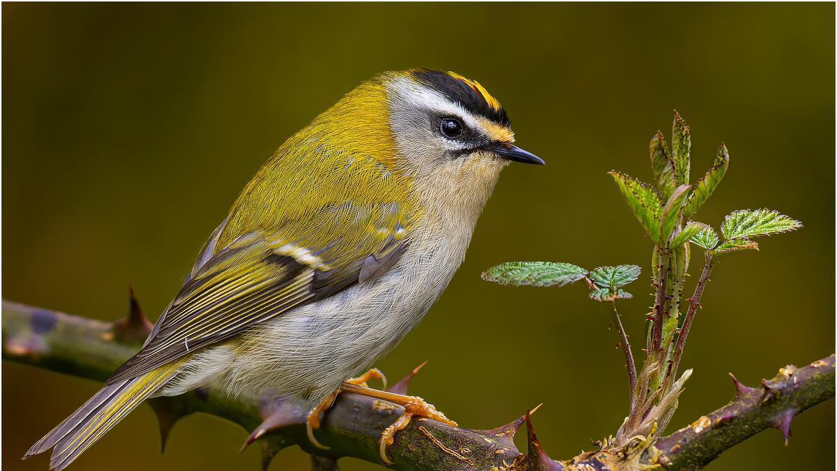 La muestra permite disfrutar de decenas de aves de fotografiadas por Ibarzabal en Gipuzkoa y Navarra, como el reyezuelo listado de la imagen