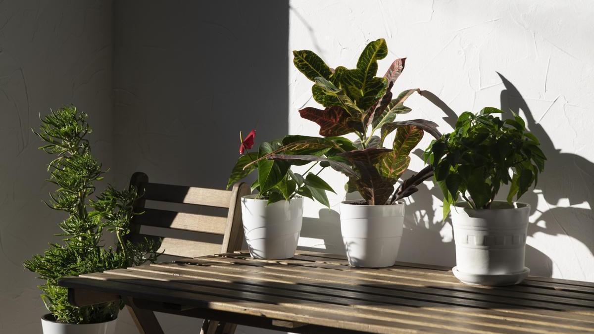 Plantas en un balcón.