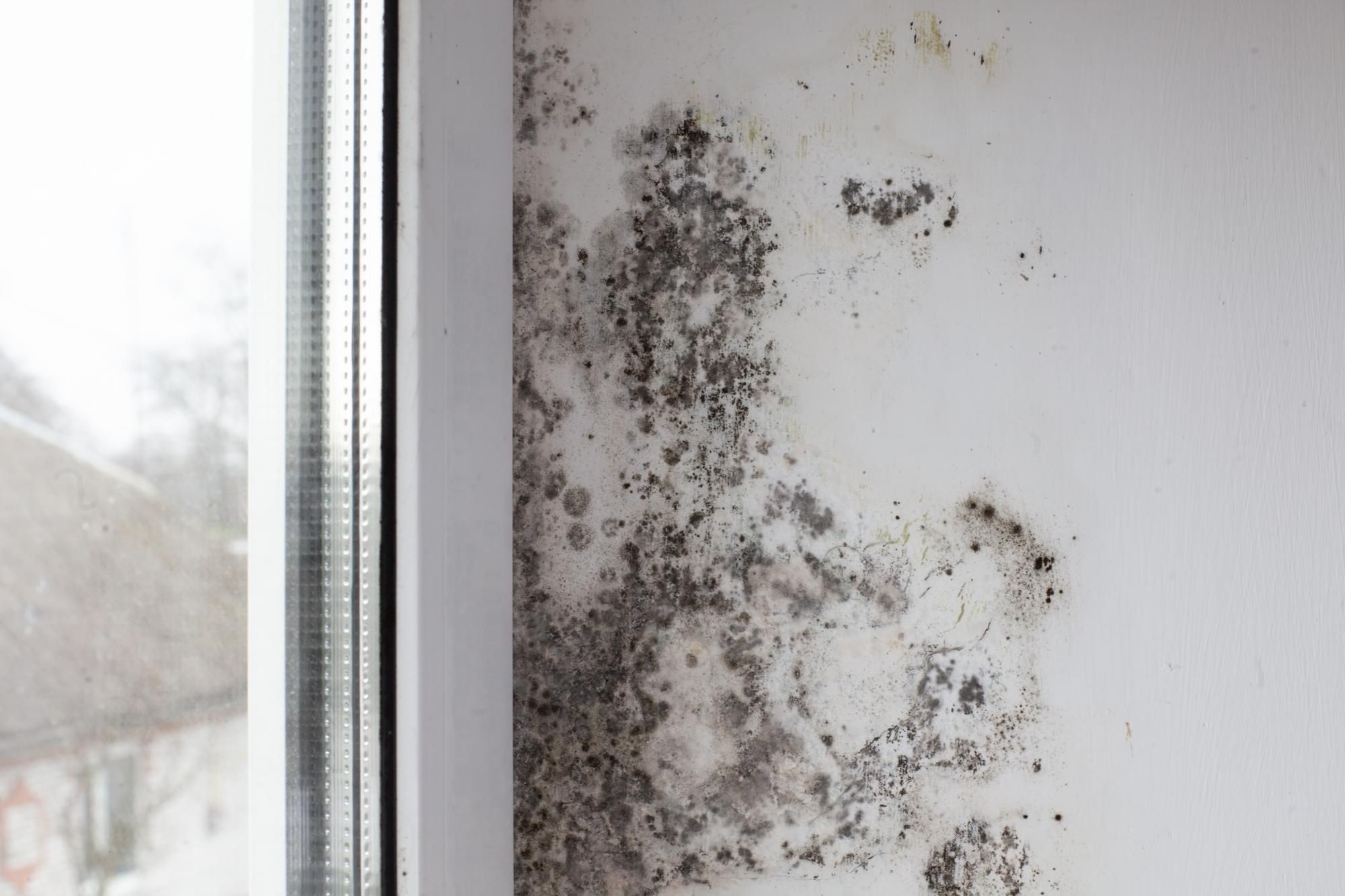 Hongos en una pared junto a una ventana.