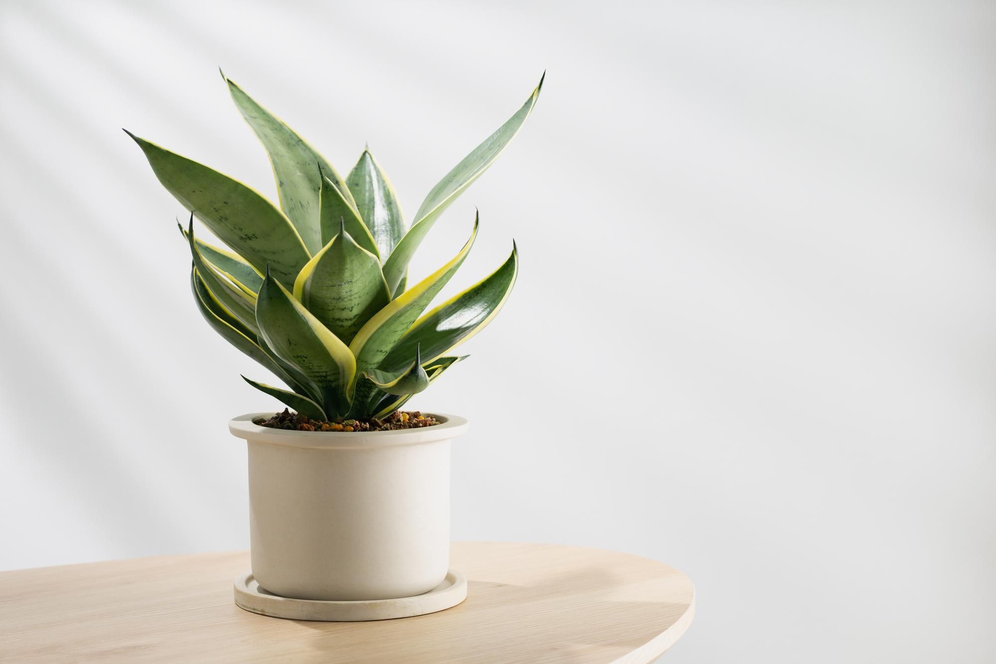 Sansevieria.
