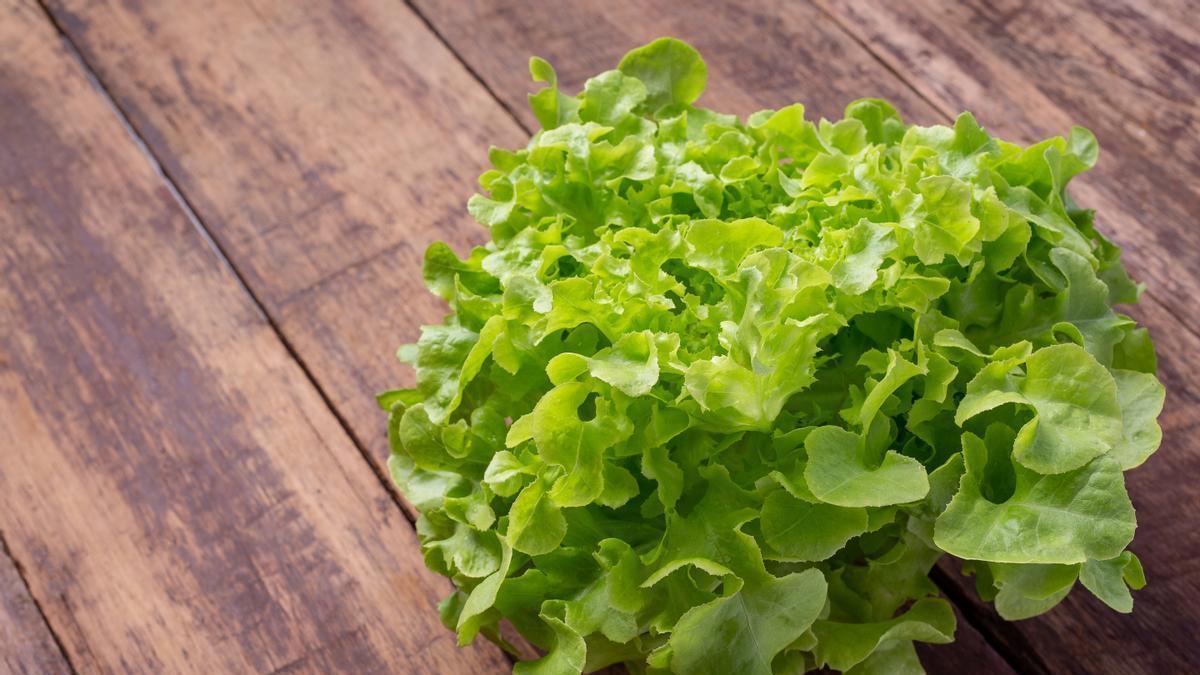 Aunque se suele asociar la lechuga con dietas para perder peso o comidas ligeras, pocos conocen su capacidad para favorecer el descanso nocturno