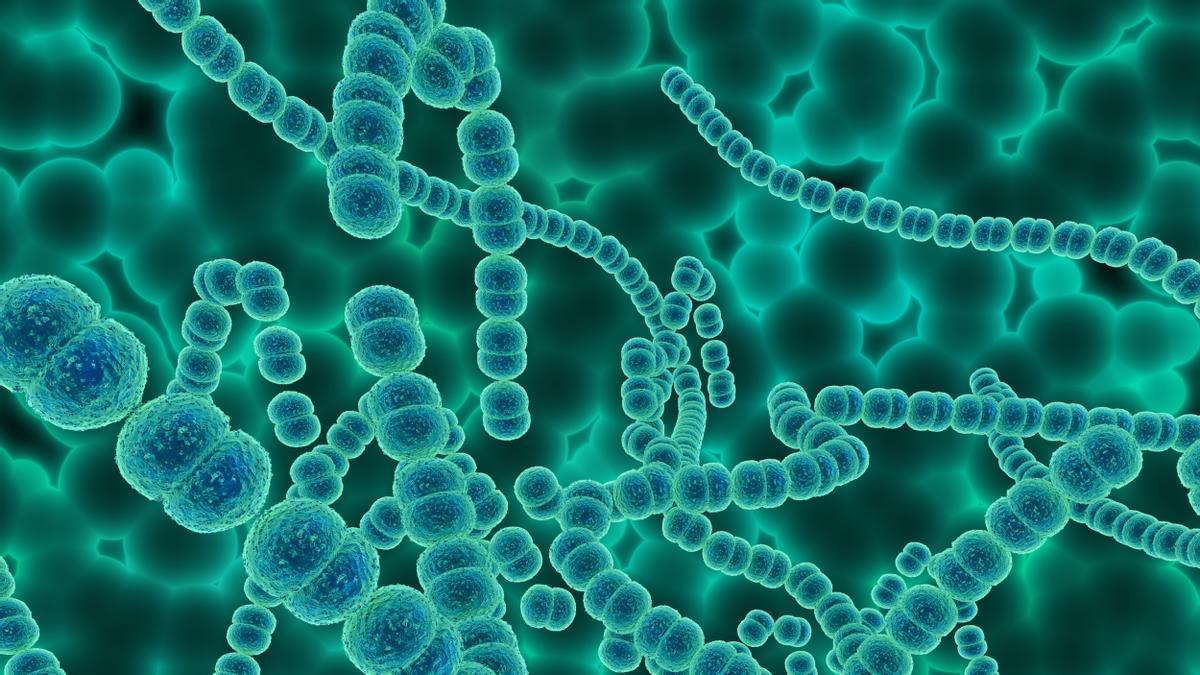 Una buena microbiota es clave para el buen funcionamiento del sistema inmunitario.