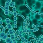 Una buena microbiota es clave para el buen funcionamiento del sistema inmunitario.