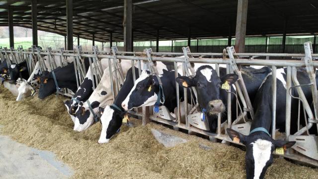 La sequía está complicando el suministro de alimento para el ganado.