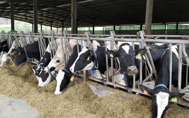 La sequía está complicando el suministro de alimento para el ganado.