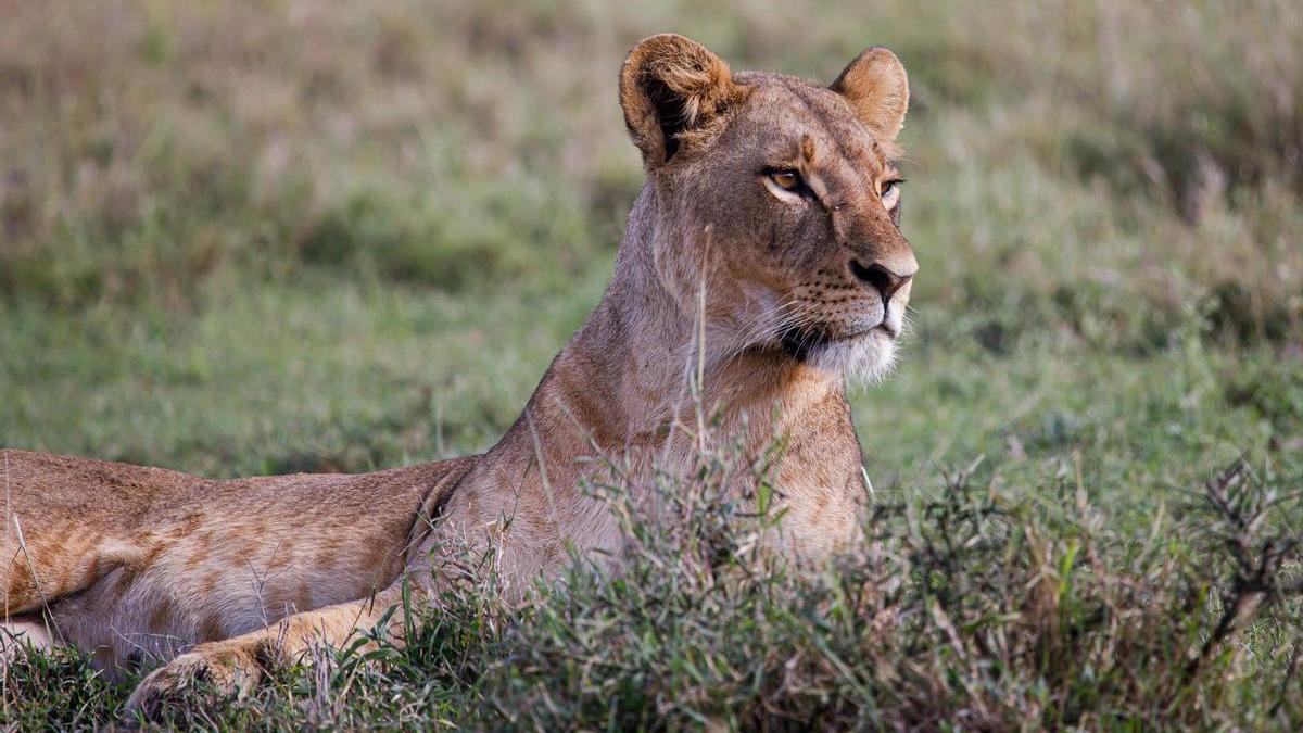 Una leona en el Parque Nacional de Nairobi (Kenia) en una foto de archivo.