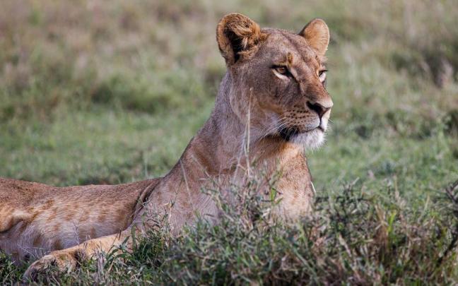 Una leona en el Parque Nacional de Nairobi (Kenia) en una foto de archivo.