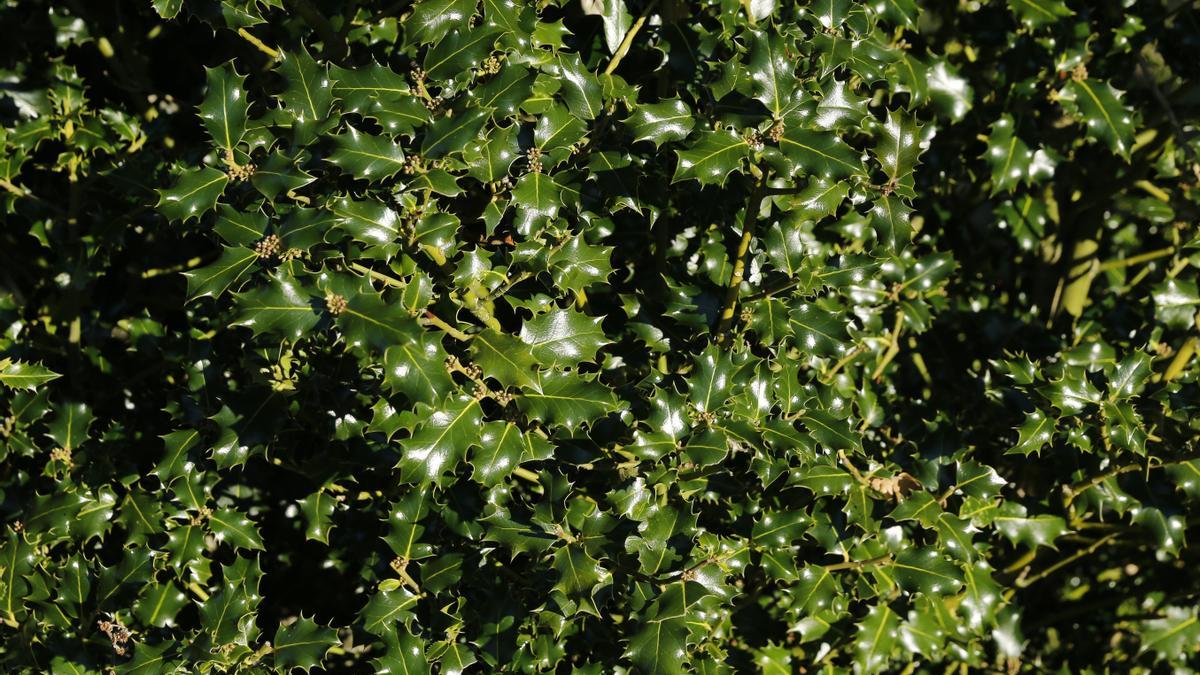 Un acebo de los que rodean la localiad burgaesa en Tolbaños de Abajo.