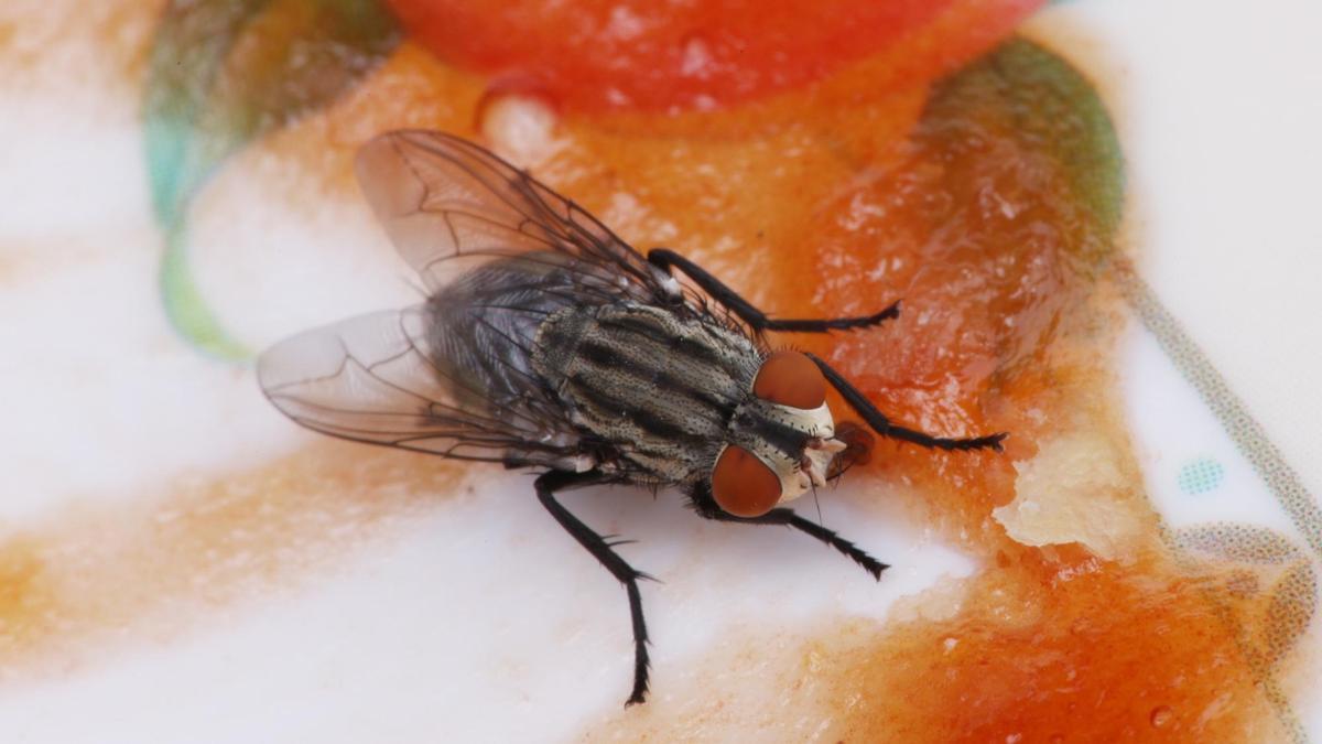 Una mosca posada sobre los restos de comida en un plato.