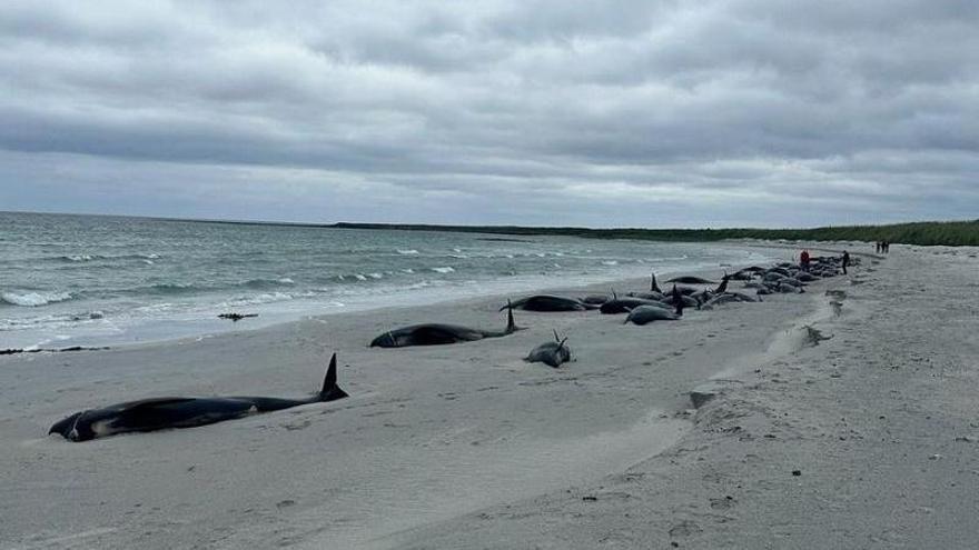 Varias de las ballenas varadas.