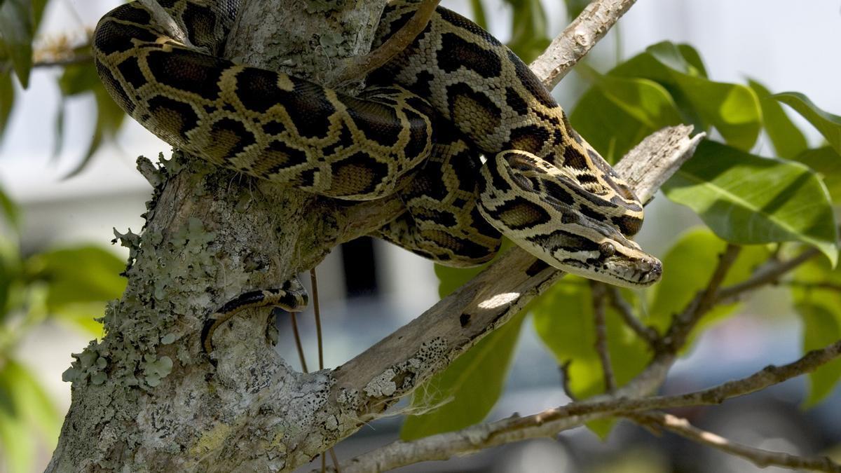 Una pitón birmana joven en un árbol a la espera de una presa.