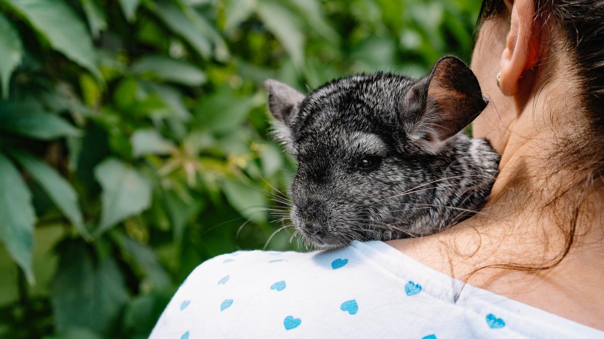 Una joven juega con su chinchilla.